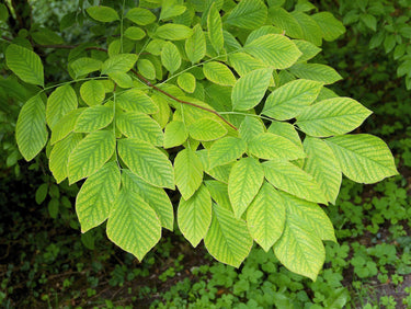 10 YELLOW ASH TREE Kentucky Yellowwood White Flowers Cladrastis Lutea Kentukea Seeds